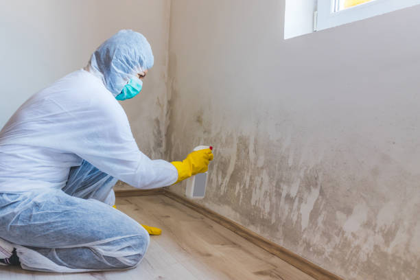 Licensed Mold Testing service in Lowell, NC - WQB Mold Removal